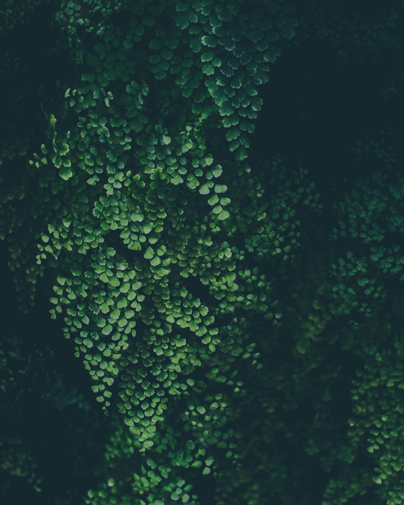 Carbon Focus preview